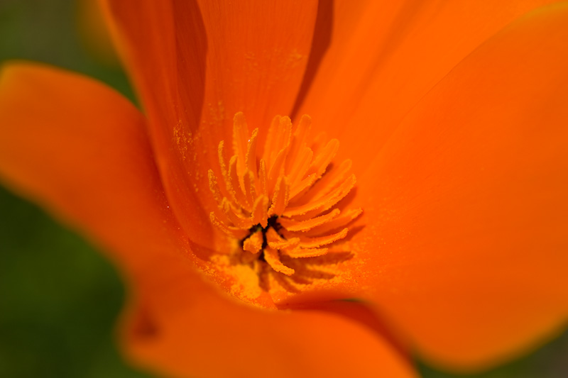 California Poppy